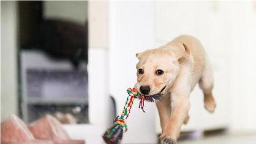 娱乐吃瓜菌关于狗  第2张