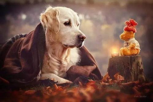 娱乐吃瓜菌关于狗  第3张